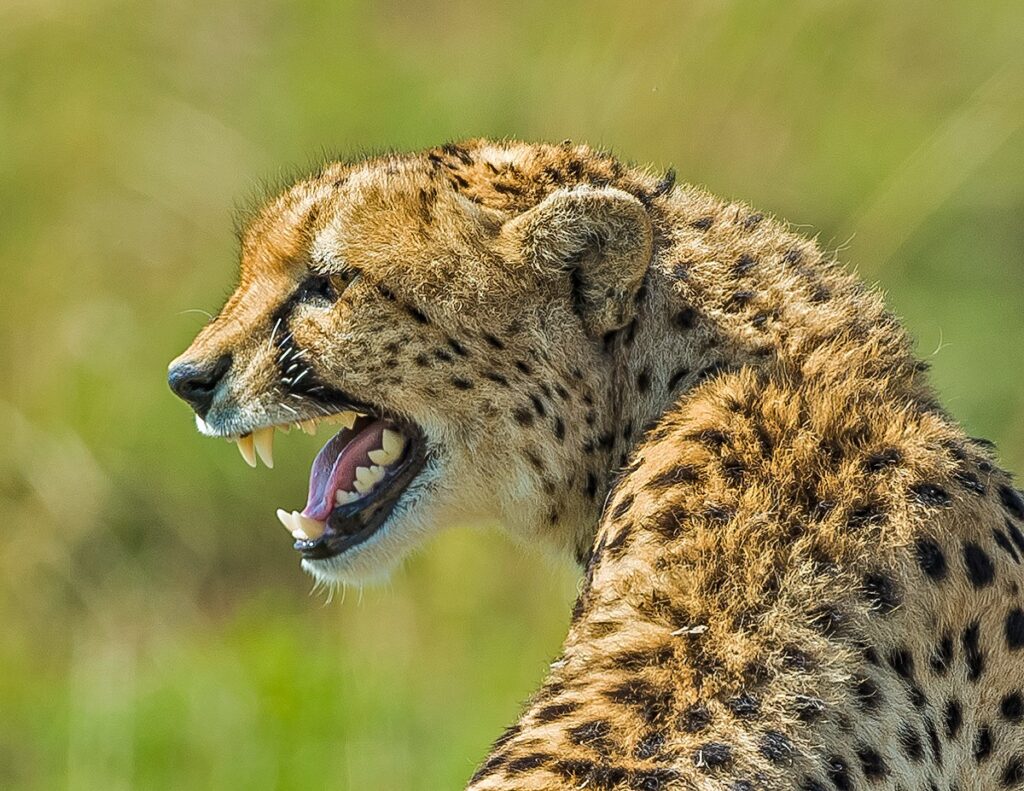 A Cheetah growling in its natural habitat